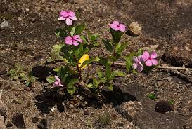 Image result for Apocynaceae subfamilies Apocynoideae and Rauvolfioideae