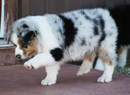 Teacup puppies for sale, teacup, tiny toy and miniature puppies for adoption and rescue from all 50 states. Australian Shepherd Puppies Jailhouse Australian Shepherds Gleeson Arizona Aussie Puppies Australian Shepherd Puppies Aussie Dogs