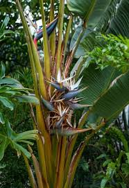 Image result for Strelitzia alba