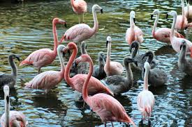 The flamingo visitor center lies roughly 38 miles south of the park main entrance. Tiergarten Nuernberg De Flamingo Nachwuchs Im Tiergarten