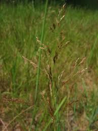 Image result for Agrostis