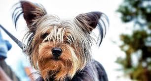 Puppies have specific nutritional needs, so you need make sure the formula is specifically for puppies.1 x research source. Best Dog Food For Yorkies 6 High Quality Food Choices