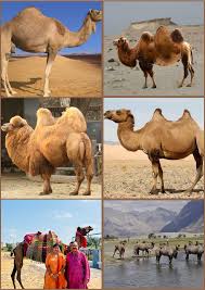Image result for camel