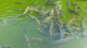 Pagesotherbrandwebsitelocal & travel websiteobjek wisata ikan sakti sungai janih. Legenda Ikan Sakti Sungai Janiah Dan Ulasan Menariknya 2021 Poskata