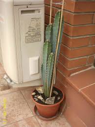 Pero, ¿y en los cactus? Riego De Cactus