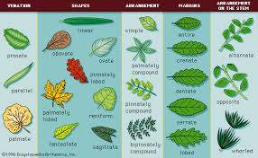There are plants that are almost leaves: Alternate Leaf Arrangement Plant Anatomy Britannica