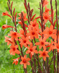 Image result for Watsonia