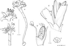 Image result for Sericanthe leonardii