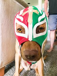 It's a free online image maker that allows you to add custom resizable text to images. My Dog In A Lucha Libre Mexican Wrestling Mask Https Ift Tt 2tzg3ta Cute Puppies Cats Animals Dog Images Lucha Libre Luchador Mask