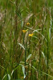 Image result for Crotalaria juncea