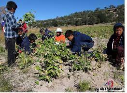Pin On Tips Chihuahua
