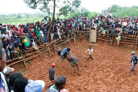 Species marked with a † are extinct. In Madagascar Game Of Courtship Involves A Really Cranky Bull Wsj