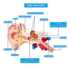 Image result for Eustachian Tube Dysfunction