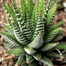 How did succulent plants become the best? Haworthia Fasciata Zebra Plant Mountain Crest Gardens