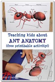 The name of the organ is printed right on it, so that it'd be easier for children to identify them. Teaching Kids About Ant Anatomy Insect Printable Gift Of Curiosity