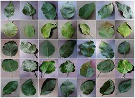 Maybe you would like to learn more about one of these? Deteksi Penyakit Pada Pohon Apel Dengan Menggunakan Machine Learning Convolutional Neural Network By Muhammad Masdar Mahasin Medium