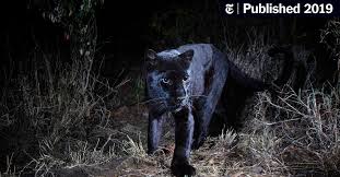 Africa S Black Panthers Emerge From The Shadows The New York Times