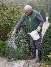 Buchsbaum Probleme Ist Algenkalk Die Losung Buchsbaumzunsler Buchsbaum Garten Buchsbaum