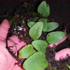 Image result for Pyrrosia rhodesiana