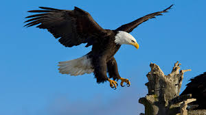 Home » zeearend » amerikaanse zeearend. Amerikaanse Zeearend Hd Wallpaper Achtergrond 1920x1080