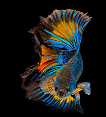 Halfmoon Betta Fish Siamese Fighting Fish Capture Moving Of Fish Betta Splendens In 2020 Betta Fish Siamese Fighting Fish Pet Fish