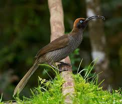 Small Brown Bird With No Tail Feathers Brown Sicklebill Bird Of Paradise Epimachus Meyeri Female Beautiful Birds Bird Birds Of Paradise