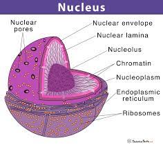 We did not find results for: Cell Nucleus Definition Structure Function With Diagram
