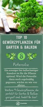 Gewurzpflanzen Die 10 Besten Fur Garten Balkon Plantura Pflanzen Krauter Anpflanzen Gewurzpflanze