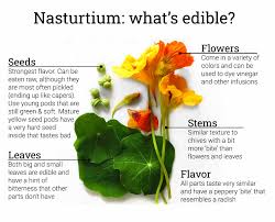 Check spelling or type a new query. Nasturtium Guide What S Edible How To Use It Ask The Food Geek