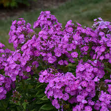 We did not find results for: Phlox Paniculata Cover Girl Pp32323 Walters Gardens Inc