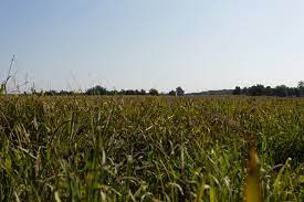 Crp Land Farmland Outdoor The Unit