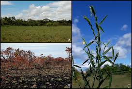 Image result for Aeschynomene multicaulis