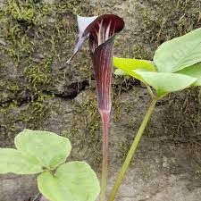Image result for Arisaema