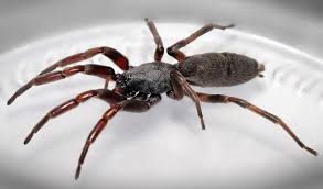 Poisonous spiders in ny | exterminators serving albany to. The Truth About White Tail Spiders Australian Geographic