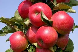 Cuka epal (apple cider vinegar) boleh digunakan untuk merawat banyak penyakit. 15 Varieti Apple Terbaik Kedudukan 2020