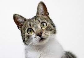 Cat Hiccups What You Need To Know Cats Cat Nutrition Cat Care