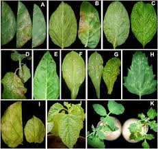 Maybe you have noticed oddly shaped yellow blotches contrasting starkly with the otherwise normal green foliage. Biological And Molecular Properties Of Wild Potato Mosaic Virus Isolates From Pepino Solanum Muricatum Plant Disease