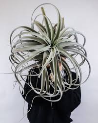 Image result for Xerophyta argentea
