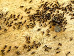 The best way to get rid of carpenter ants, black ants and other ant species in the house. How To Get Rid Of Ants In Your House Tomlinson Bomberger
