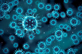 USF Health News Coronavirus cells concept / 3D illustration of ...