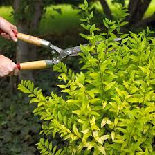 19 Of The Best Low Maintenance Shrubs For Creating Easy Care Hedges Hedges Cool Plants Garden Hedges