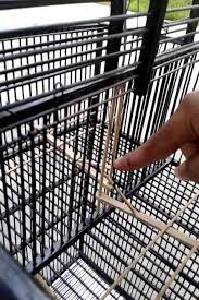 Cara membuat sangkar jebakan burung kacer. Cara Membuat Kandang Jebakan Burung Tentang Kolam Kandang Ternak