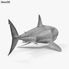 3d Model Of Great White Shark Hd In 2020 Great White Shark White Sharks Shark