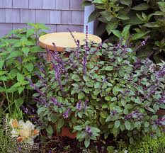 We did not find results for: Deep Purple Stems Blue Green Leaves And Lavender Flowers African Blue Basil Is A Must Grow Herb Pollinator Garden Apartment Herb Gardens Basil Plant