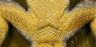 Image result for Ecbolium hastatum