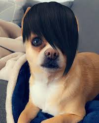 Ya entré en la etapa emo amiguitos 🖤 jijiji #ɦαρρყթҽtsყcαts🌹🎉 #benito #emodog #emo #happydog #martes #actitudmartes #chihuahuasofinstagram #chihuahuastagram #ilovemydog #funnydogs #funnydog