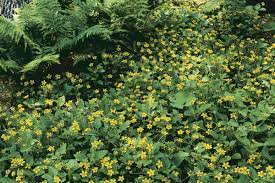 Flowering ground covers for shady garden areas. 10 Ground Covers For Shade Finegardening