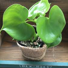 3個のみ ハートの葉 ハートフィンデンドロン 観葉植物 ガーデニング フラワー リース パリジェンヌ 通販 Creema クリーマ ハンドメイド 手作り クラフト作品の販売サイト