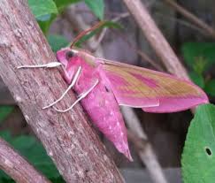 Show off your Garden with Primrose Gardens!