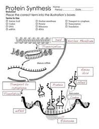 You could not lonely going when books accrual or library or borrowing from your contacts to right of entry them. 160 Dna Rna The Central Dogma Ideas In 2021 Teaching Biology Biology Classroom Biology Lessons